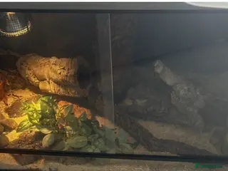 Python Snake reptiles BALL PYTHON AND TANK - Advert 3