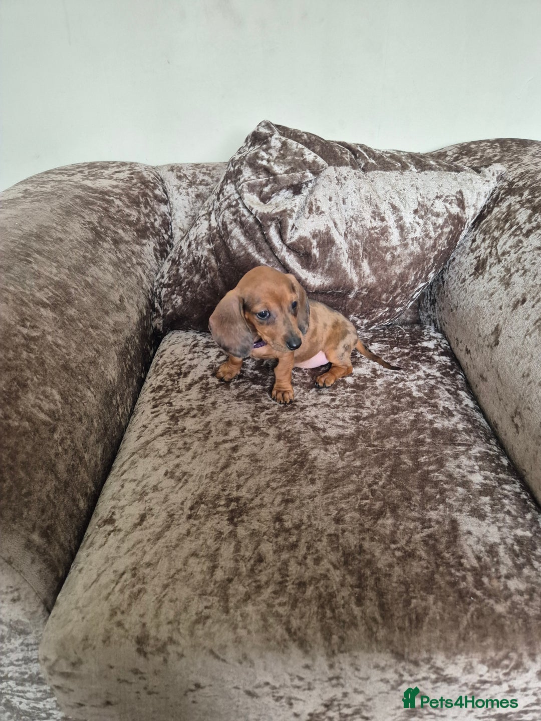 Miniature Dachshund dogs for sale: Miniature Dachshund puppies - Image 3
