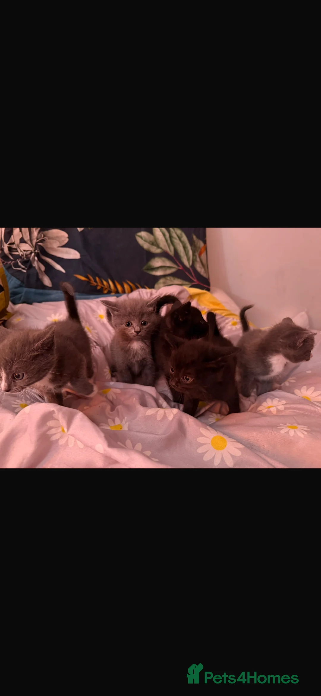 Mixed Breed cats for sale: 5 kittens, grey/white & black  - Advert 2