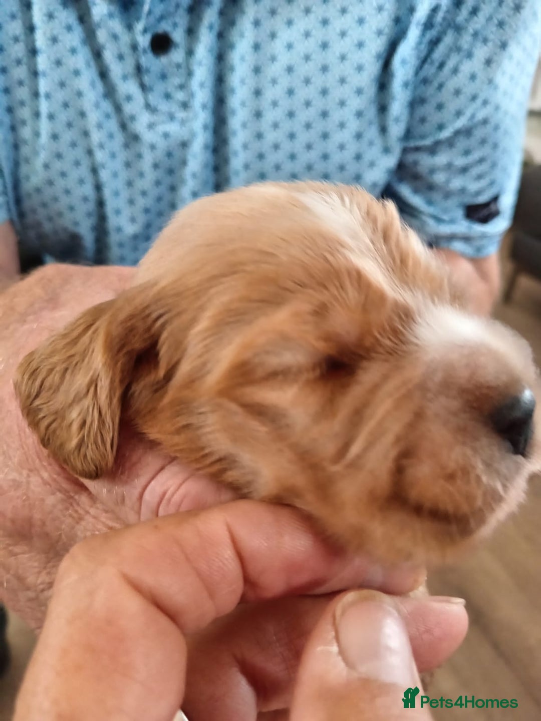 Cocker Spaniel dogs for sale: Pedigree Show Cocker Spaniel - Image 3