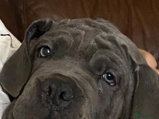 Cane Corso dogs cane corso puppies - Advert 15