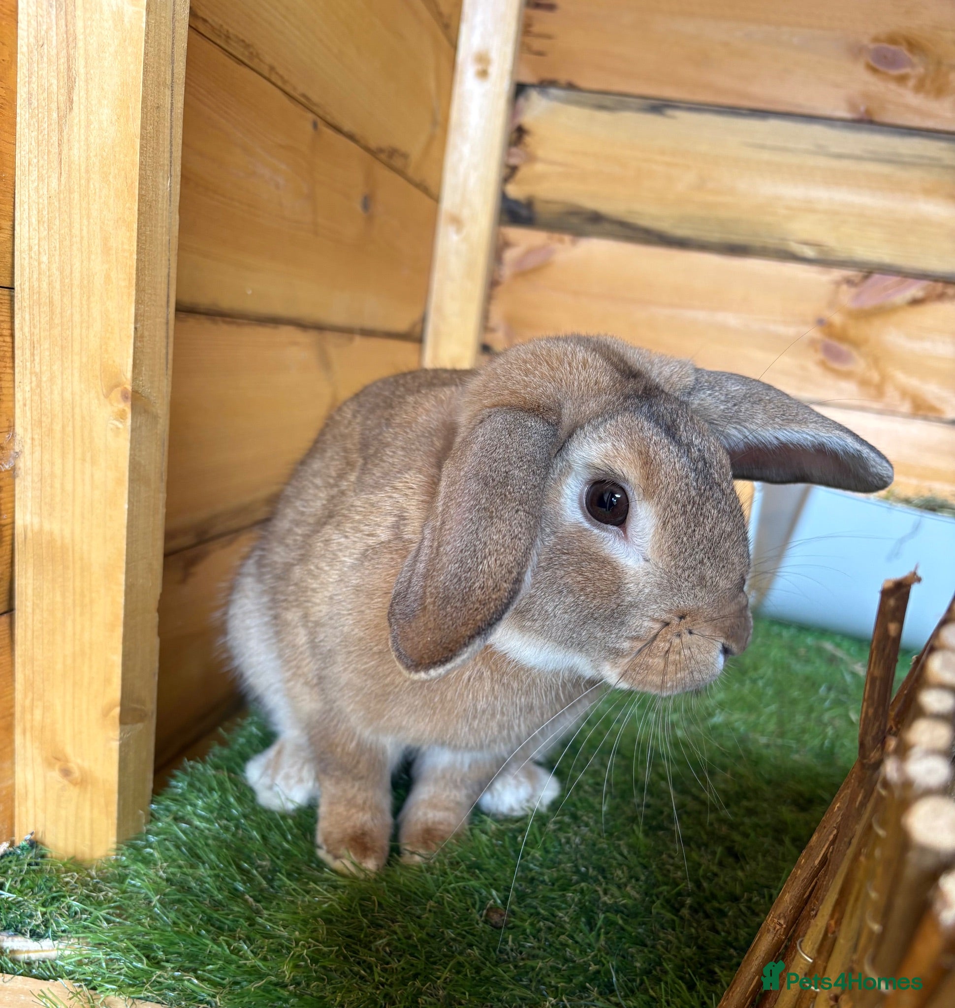 Mini Lop rabbits Neutered and vaccinated male rabbit - Advert 1