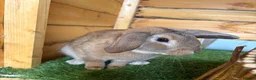 Mini Lop rabbits for sale: Neutered and vaccinated male rabbit - Advert 1