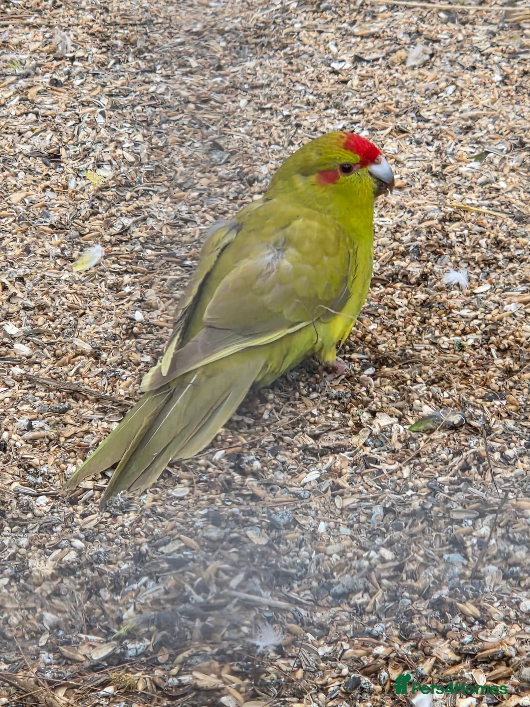 Parakeets birds for sale: Young Kakarikis For Sale - Advert 8