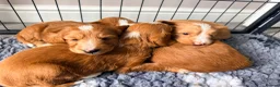 Mixed Breed dogs for sale: Stunning Australian Labradoodle Puppies  - Advert 19