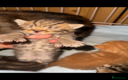 Mixed Breed cats for sale: Kittens, stunning litter of fur babies  - Image 6