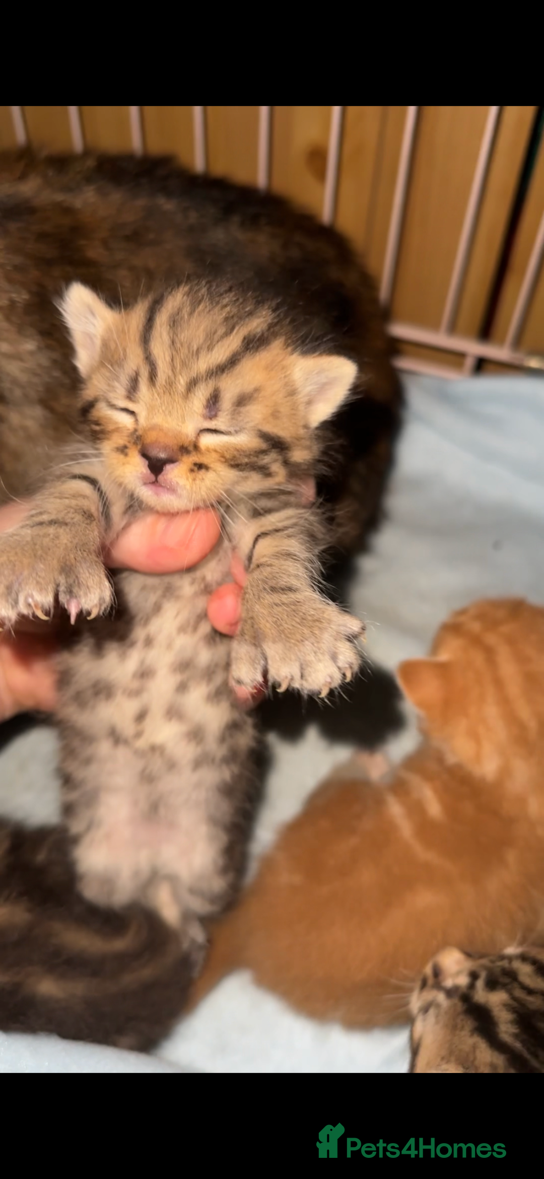 Mixed Breed cats for sale: Kittens, stunning litter of fur babies  - Image 6