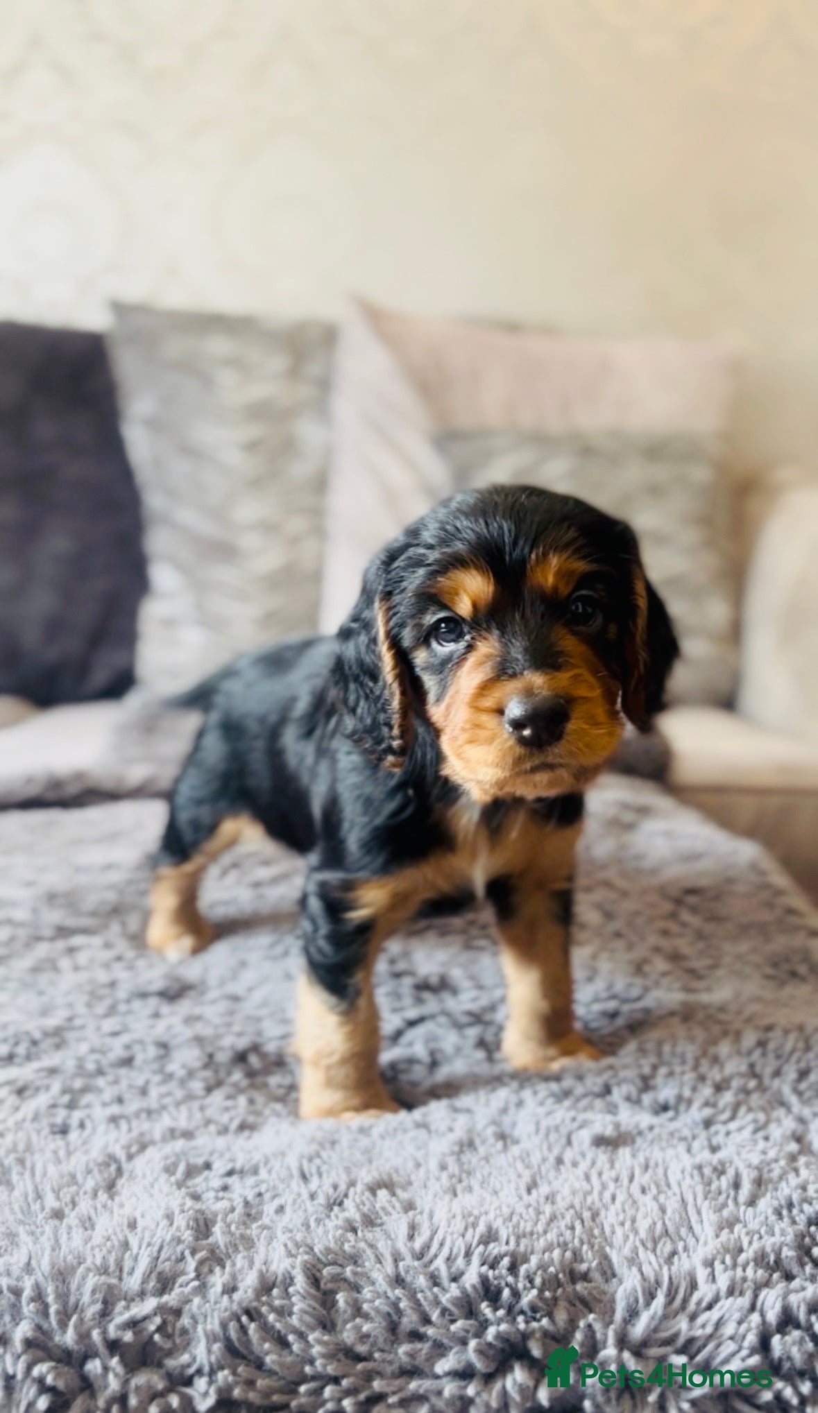 Cocker Spaniel dogs ✅ Ready to Leave Next week 1/4 cocker spaniel💙  - Advert 16