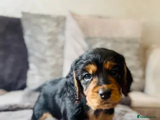 Cocker Spaniel dogs ✅ Ready to Leave Next week 1/4 cocker spaniel💙 - Advert 16