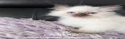 Ragdoll cats for sale: GCCF Pedigree Ragdoll Kittens Champion Lines - Advert 35