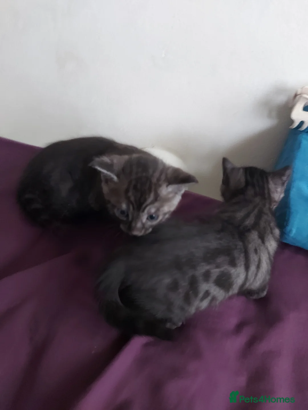 Bengal cats for sale:  Bengal Type Kittens Boys – Stunning Markings - Advert 5