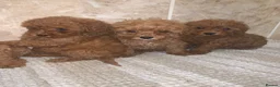 Toy Poodle dogs for sale: Beautiful Red Toy Poodle Puppies For Sale - Advert 7