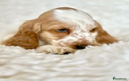 Cocker Spaniel dogs for sale: Golden Roan Full Health Tests Showline KC Reg Pups - Image 6