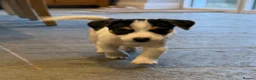 Jack Russell dogs for sale: 1 male puppy READY TO LEAVE - Advert 4