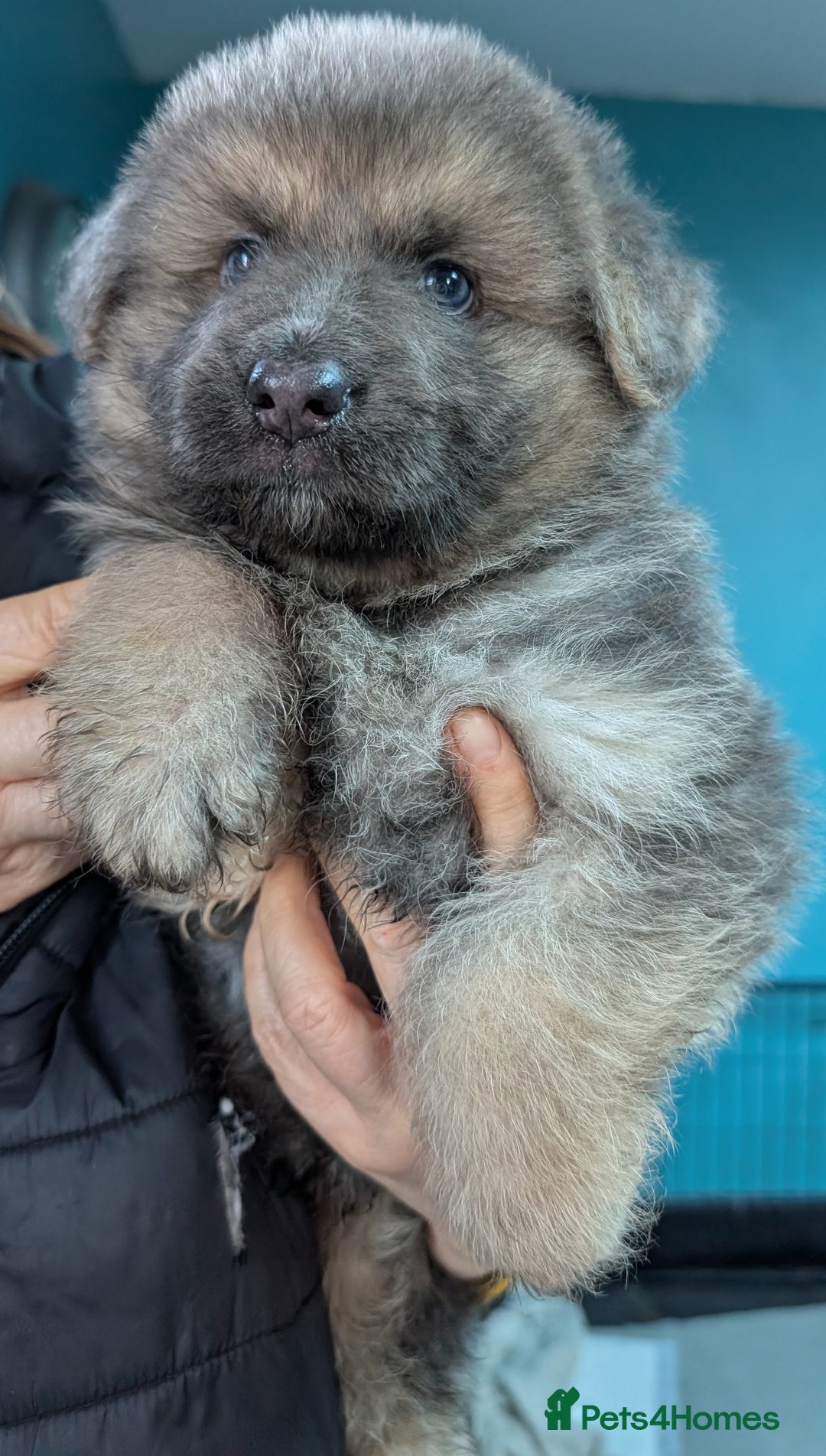 German Shepherd dogs for sale: Gorgeous Shepherd Puppies for Sale - Advert 11