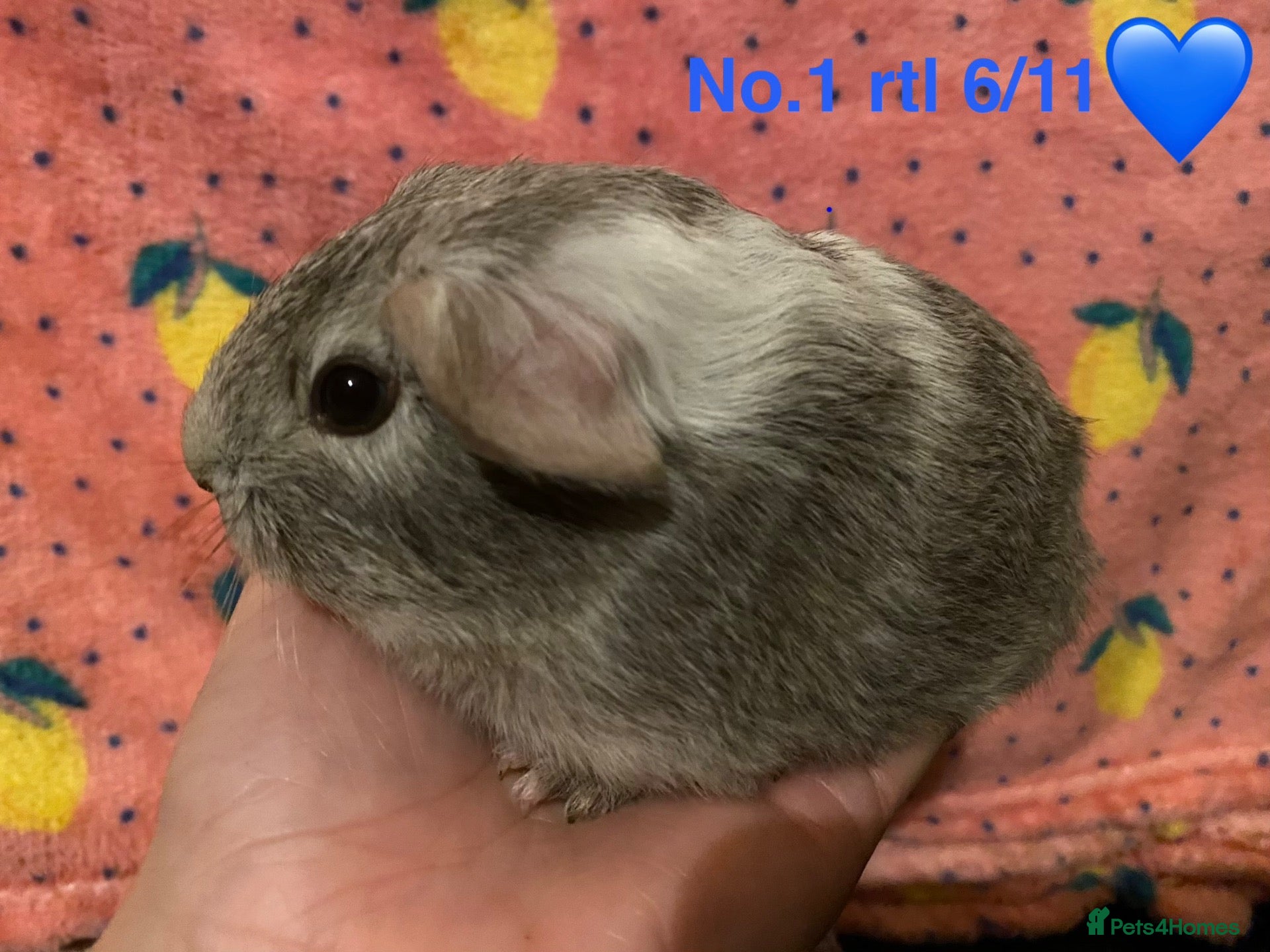 Guinea Pig rodents Gorgeous baby Guinea pigs - Advert 2