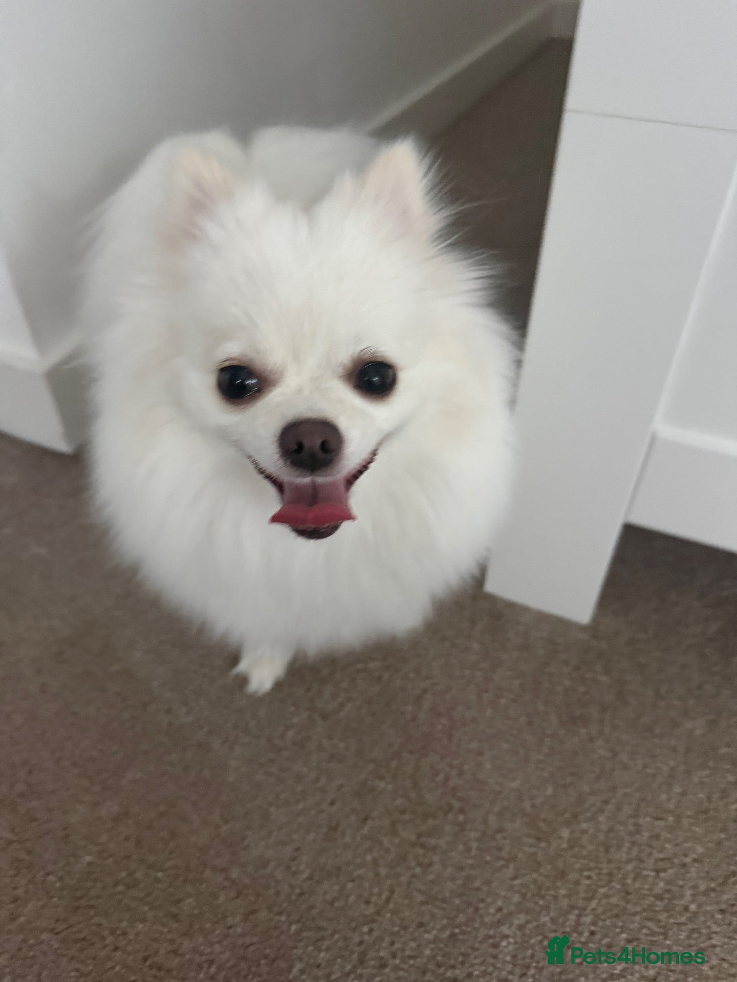 Pomchi dogs for sale: Our lovely Puppy  - Advert 5