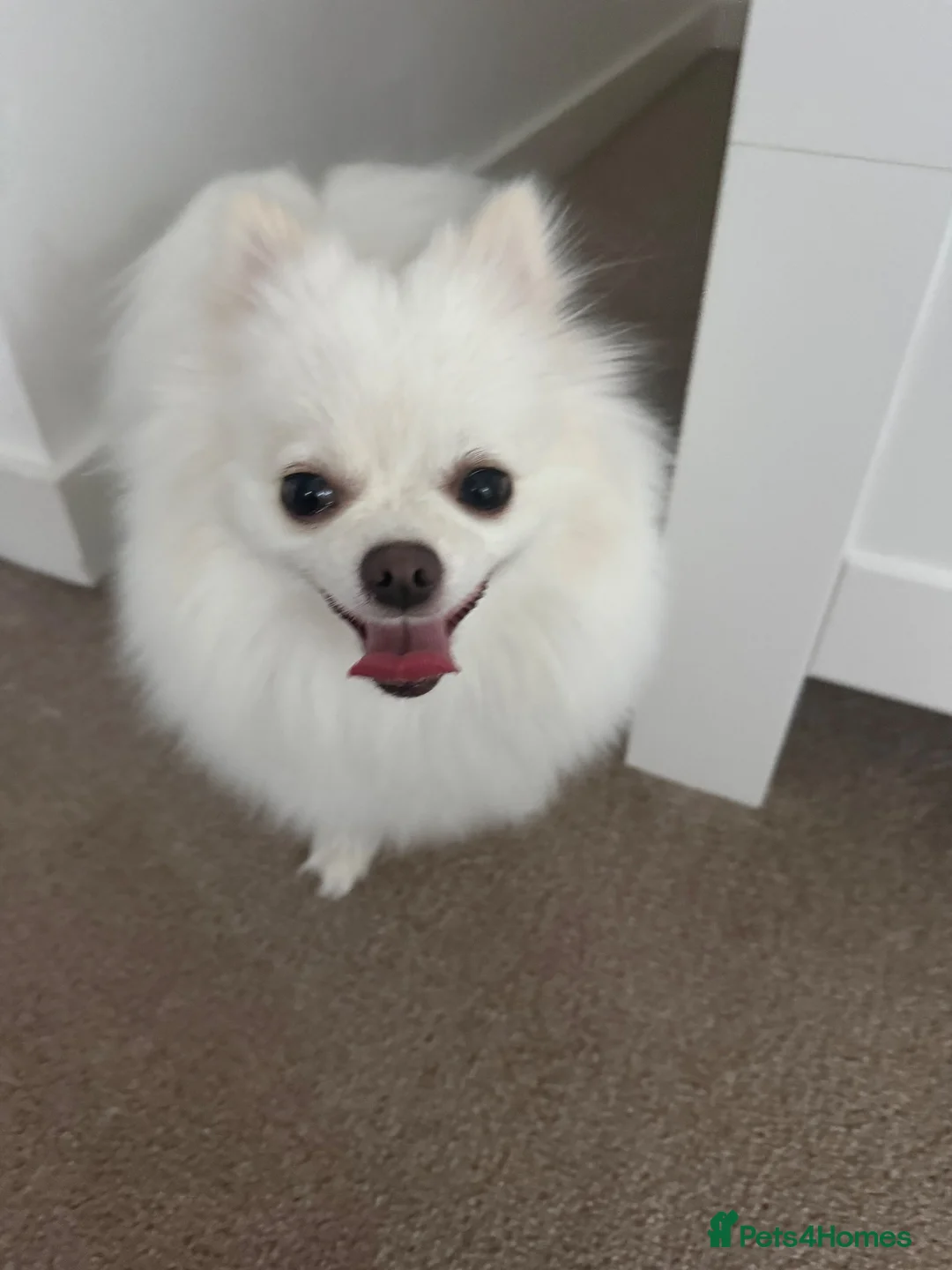 Pomchi dogs for sale: Our lovely Puppy  in London - Advert 1