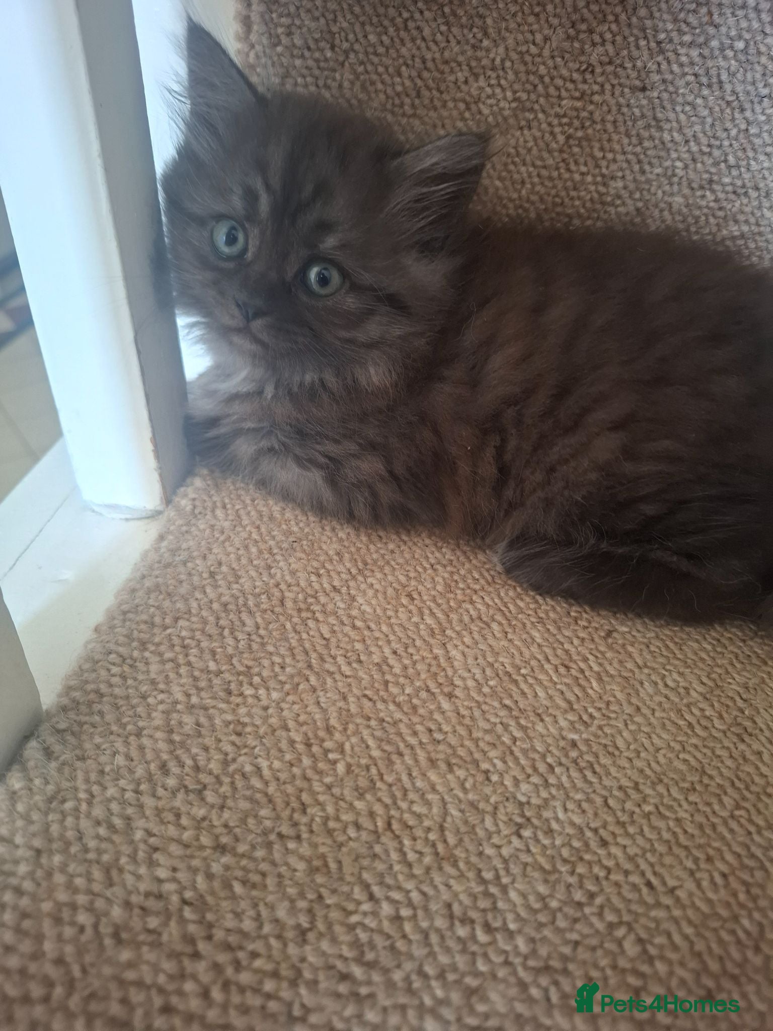 Persian cats Beautiful Persian x British shorthair  - Advert 9