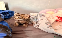 Abyssinian cats for sale: Two boy kittens  - Image 6