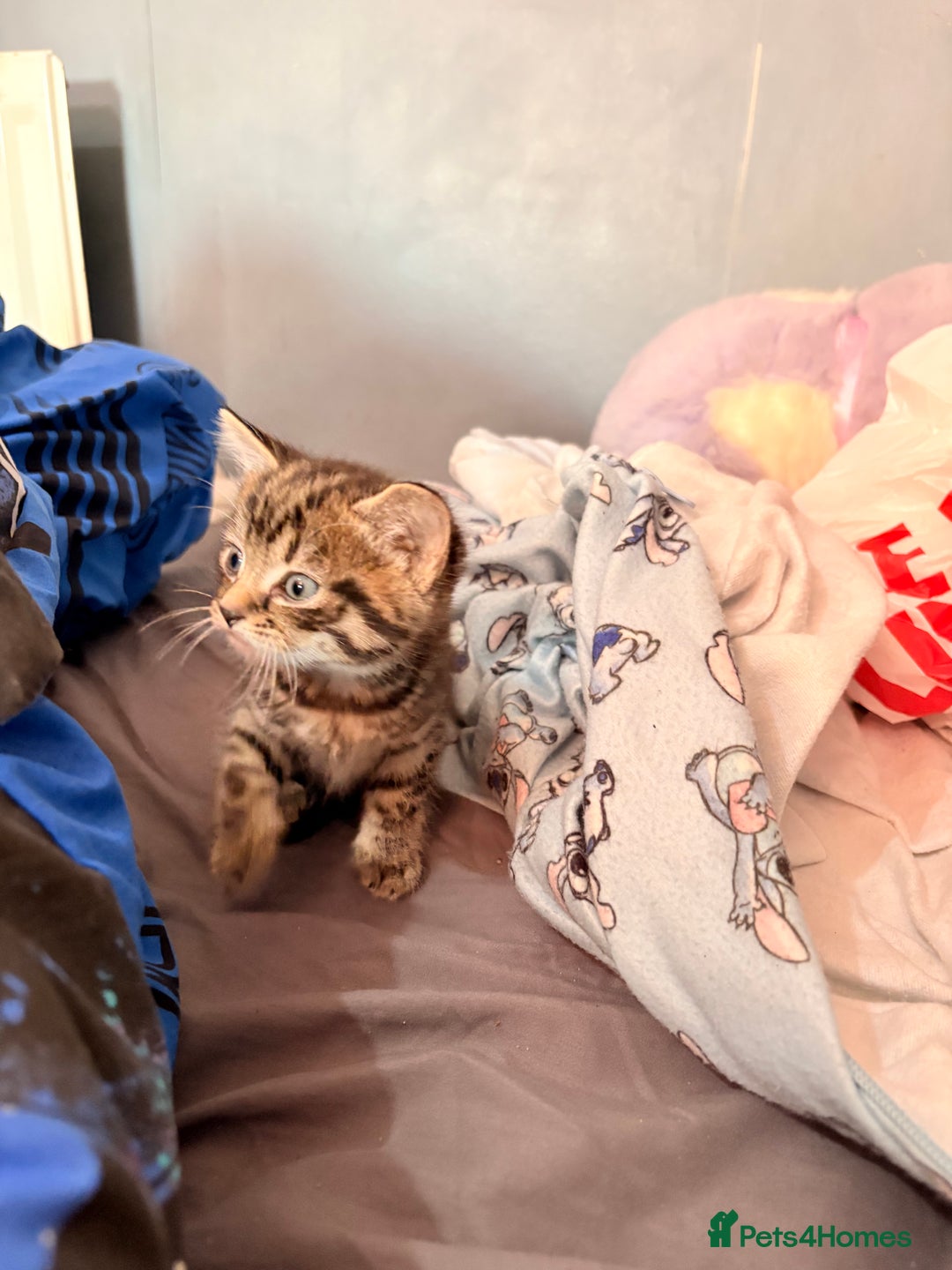 Abyssinian cats for sale: Two boy kittens  - Image 6