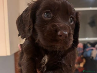 Cocker Spaniel dogs KC reg,highly health tested,gamekeeper bred - Advert 1