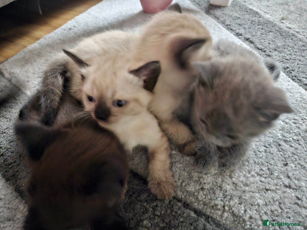 British Shorthair cats for sale: 5 Beautiful Short British haired Kittens  - Image 6