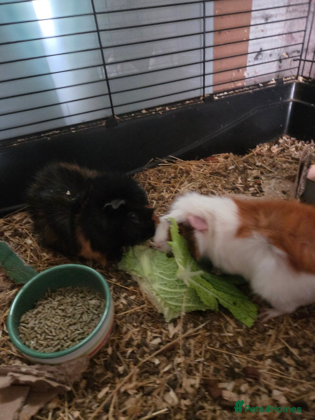 Guinea Pig rodents for sale: Two mail guinea pigs  - Advert 4