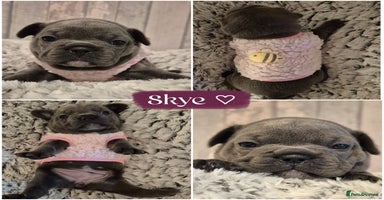 French Bulldog dogs 🐾🩷 LAST! Stunning French Bulldog Girl left🩷 - Advert 1