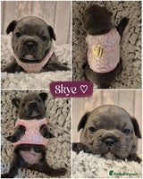 French Bulldog dogs 🐾🩷 LAST! Stunning French Bulldog Girl left🩷 - Advert 1