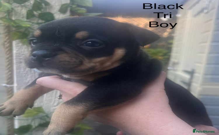 American Bully dogs ABKC Pocket Bully pups for sale!  - Advert 2