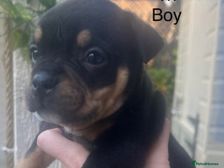 American Bully dogs ABKC Pocket Bully pups for sale! - Advert 2