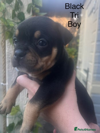 American Bully dogs ABKC Pocket Bully pups for sale! - Advert 2
