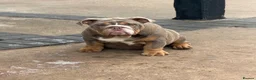 English Bulldog dogs for sale: English Bulldogs 🐾📑 - Advert 3