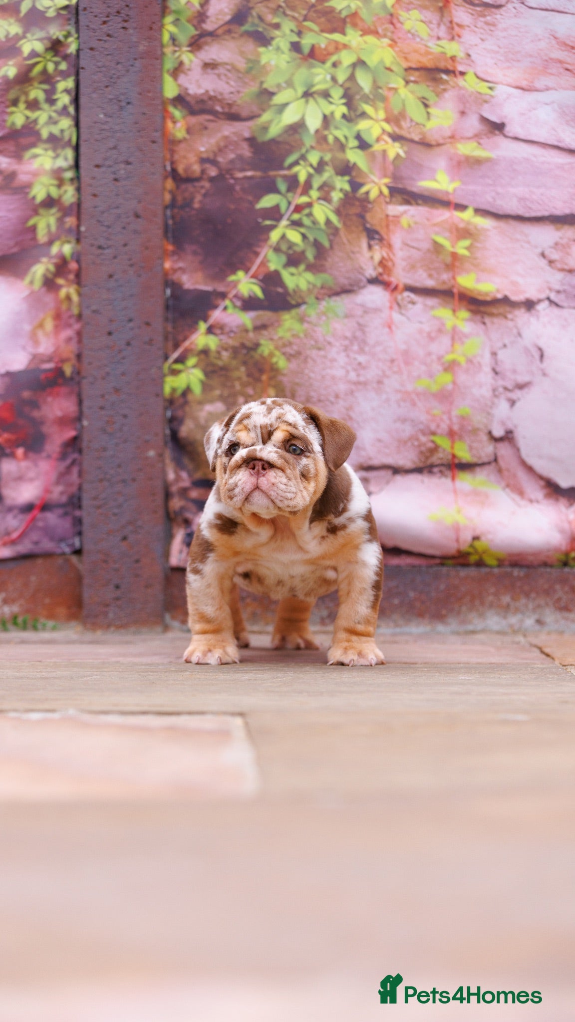 English Bulldog dogs Premium English Bulldogs READY NOW!! - Advert 2