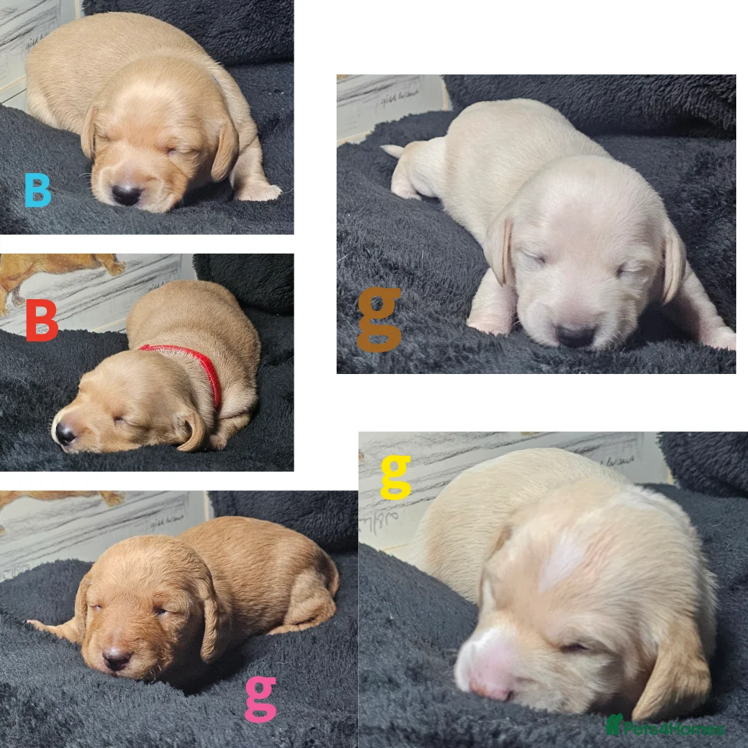 Miniature Dachshund dogs for sale: •KCREG •PRA CLEAR 🍦 🐾 ❤️  - Advert 1