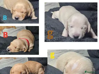 Miniature Dachshund dogs ⭐️⭐️⭐️⭐️⭐️ CREAM INTENSITY MINIDACHSHUND KCREG🐾❤️ - Advert 10