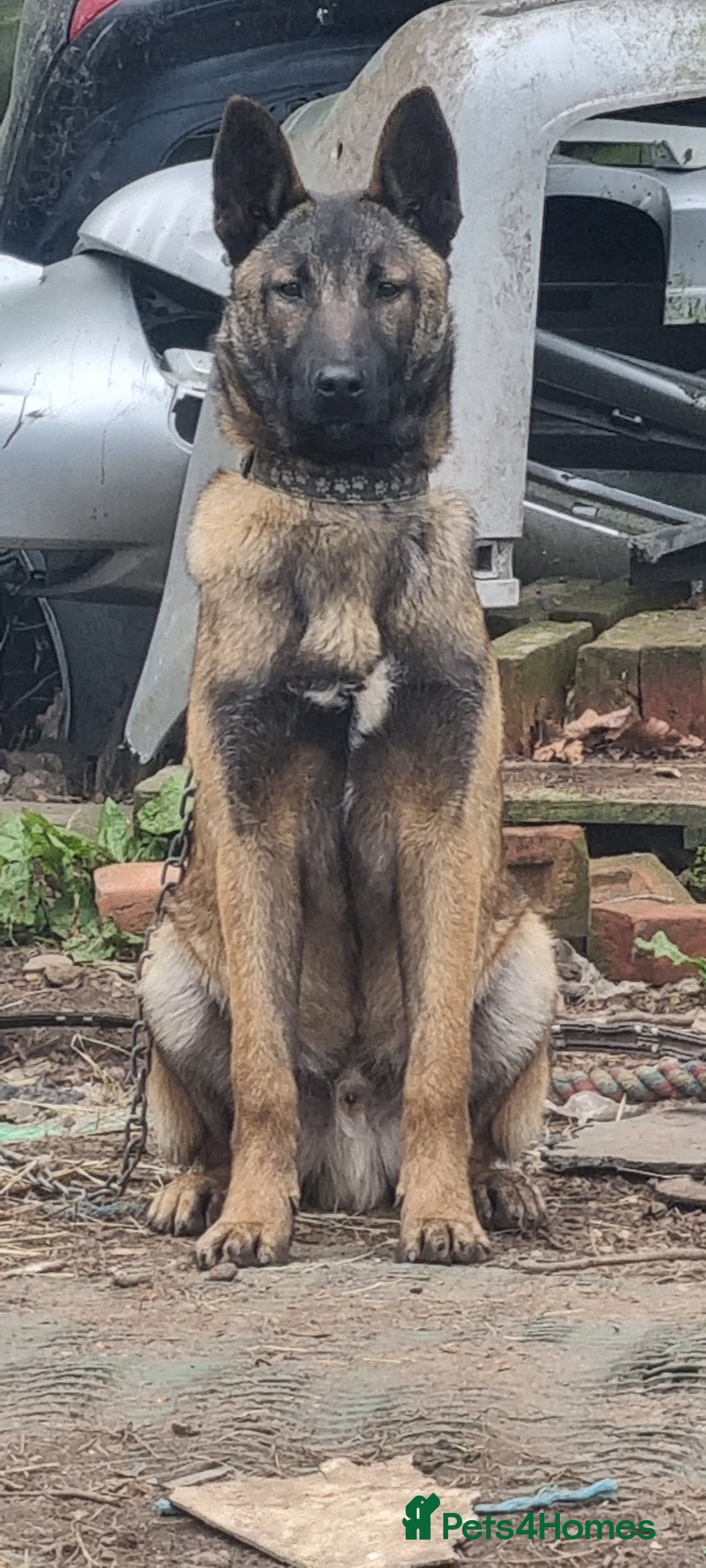 Belgian Shepherd Dog dogs Belgian Malnois Male  - Advert 3