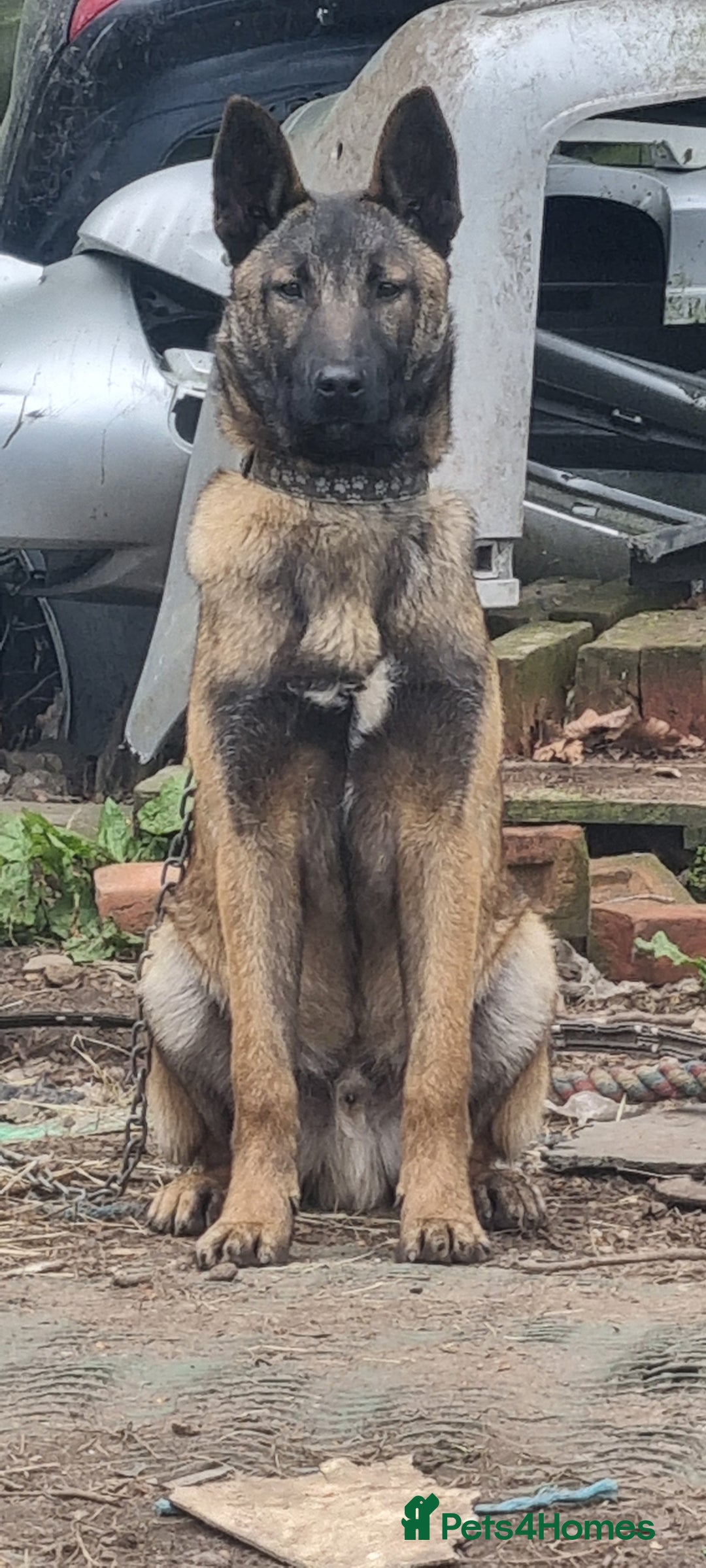 Belgian Shepherd Dog dogs for sale: Belgian Malnois Male  - Advert 1