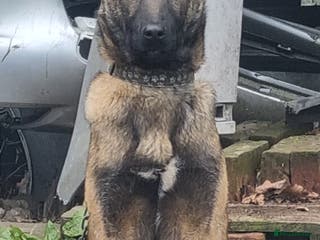 Belgian Shepherd Dog dogs Belgian Malnois Male - Advert 3