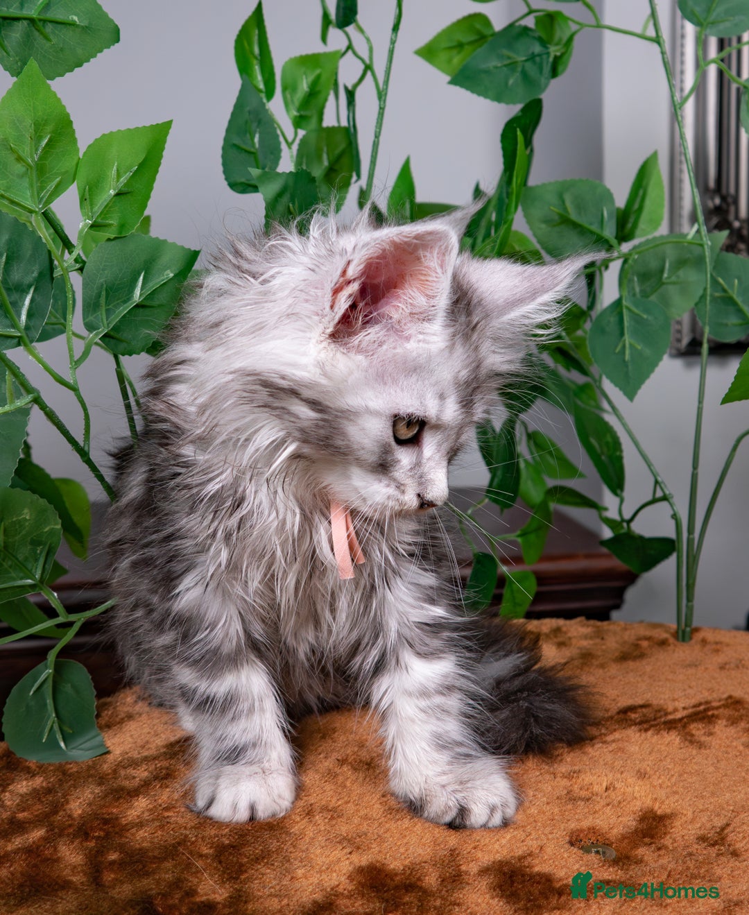 Maine Coon cats for sale: 8 STUNNING PEDIGREE TICA REG MAINE COON KITTENS - Advert 14