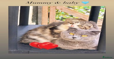 Scottish Fold cats - Advert 13