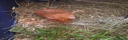 Guinea Pig rodents for sale: Baby guinea pigs for sale  - Advert 7