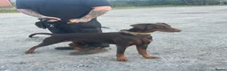 Dobermann dogs for sale: Beautiful family dobermans  - Advert 1