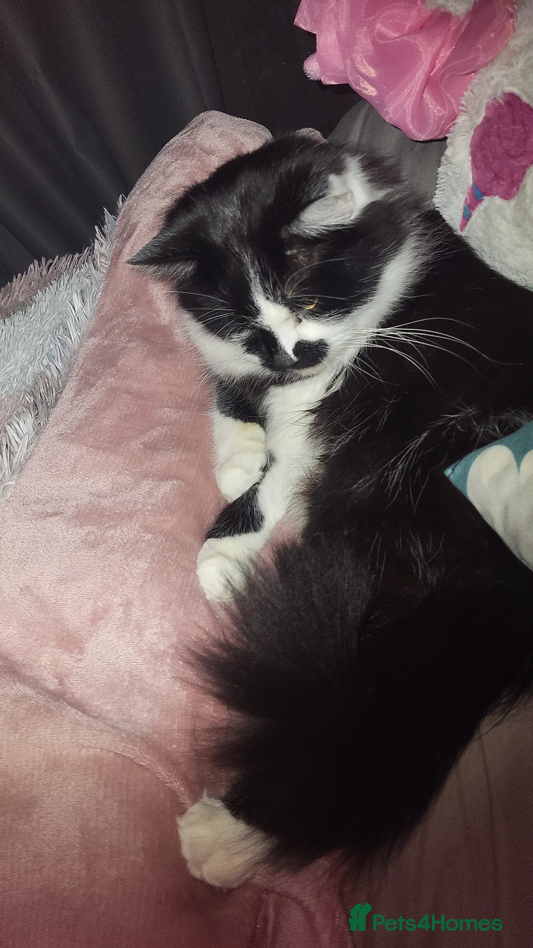 Mixed Breed cats for sale: Beautiful 3 year old male  - Advert 2