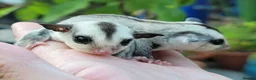 Sugar Glider rodents for sale: Sugar Glider Joey - Advert 2