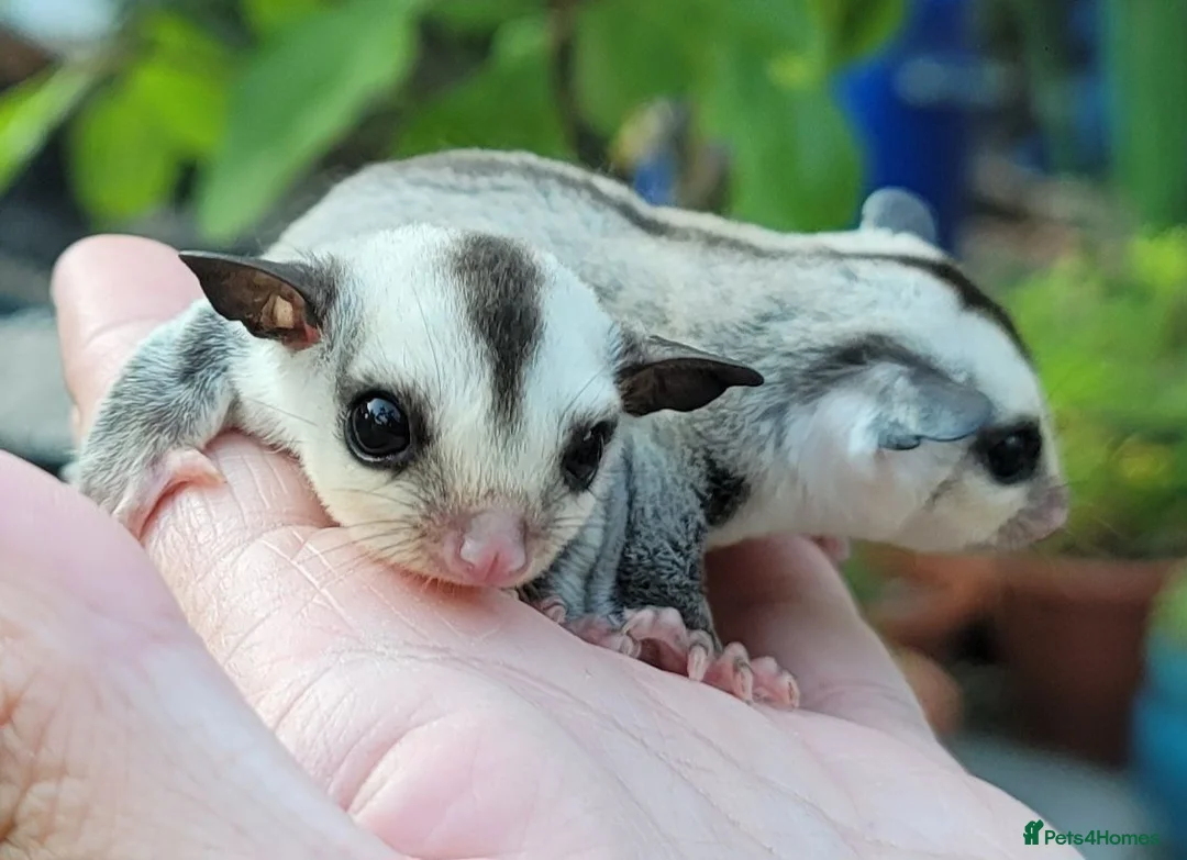 Sugar Glider rodents for sale: Sugar Glider Joey - Advert 2