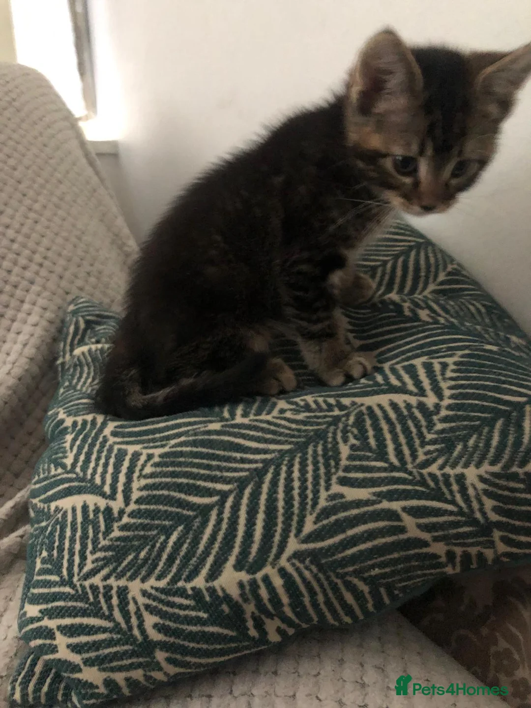 Mixed Breed cats for sale: Kiten male ready for new home  in Enfield - Advert 1