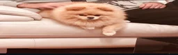 Pomeranian dogs for stud: Mr Milo  - Advert 2