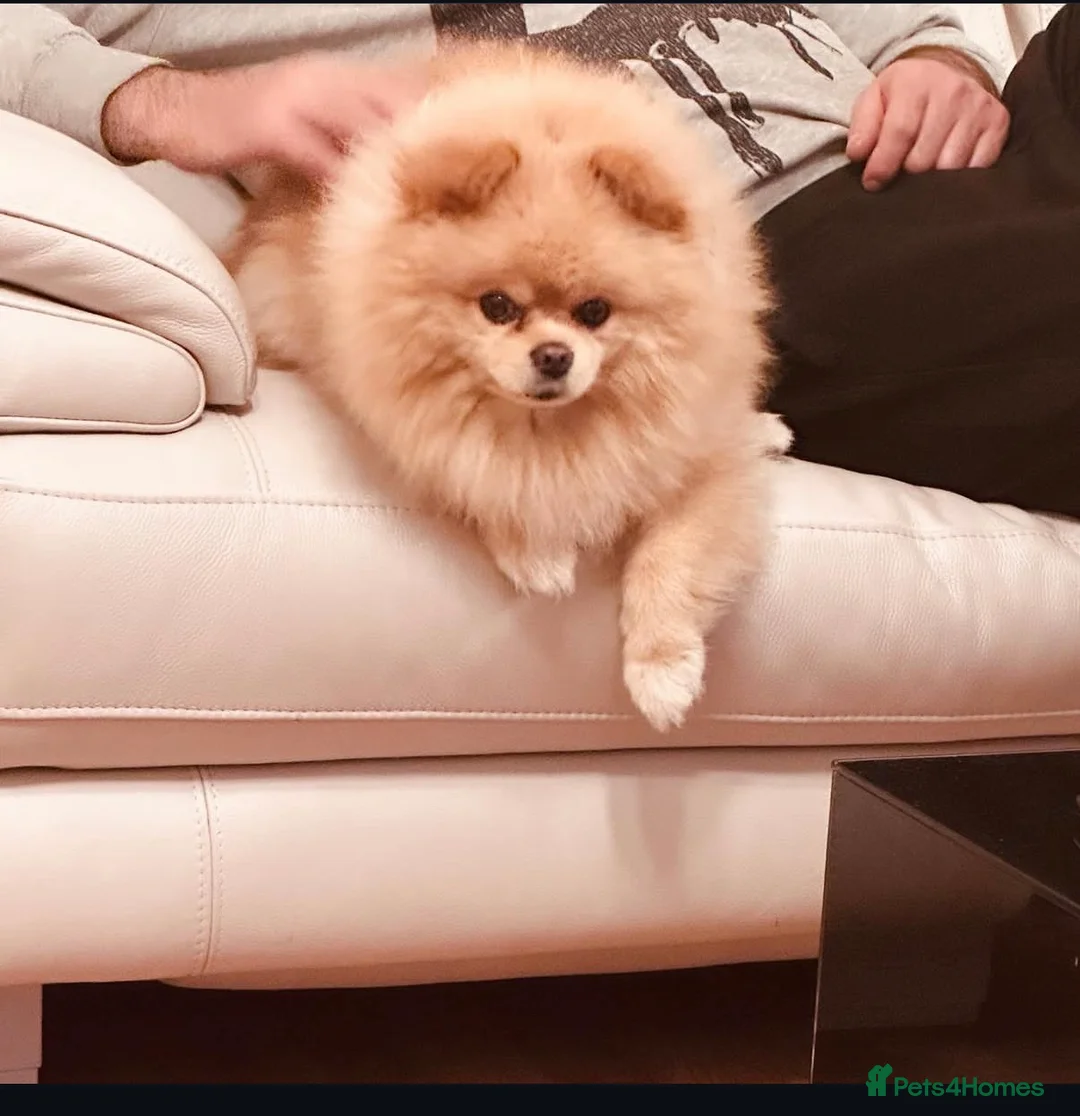 Pomeranian dogs for stud: Mr Milo  - Advert 2